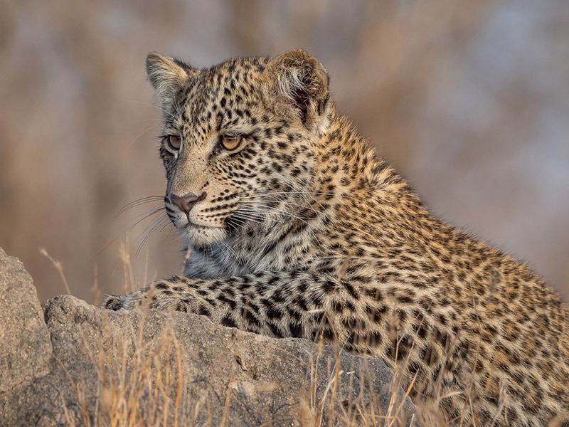 Tanzania safari