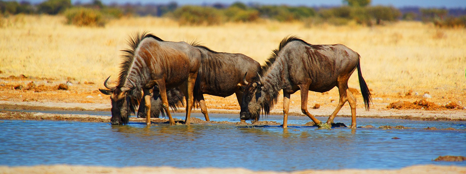 tanzania luxuary safari