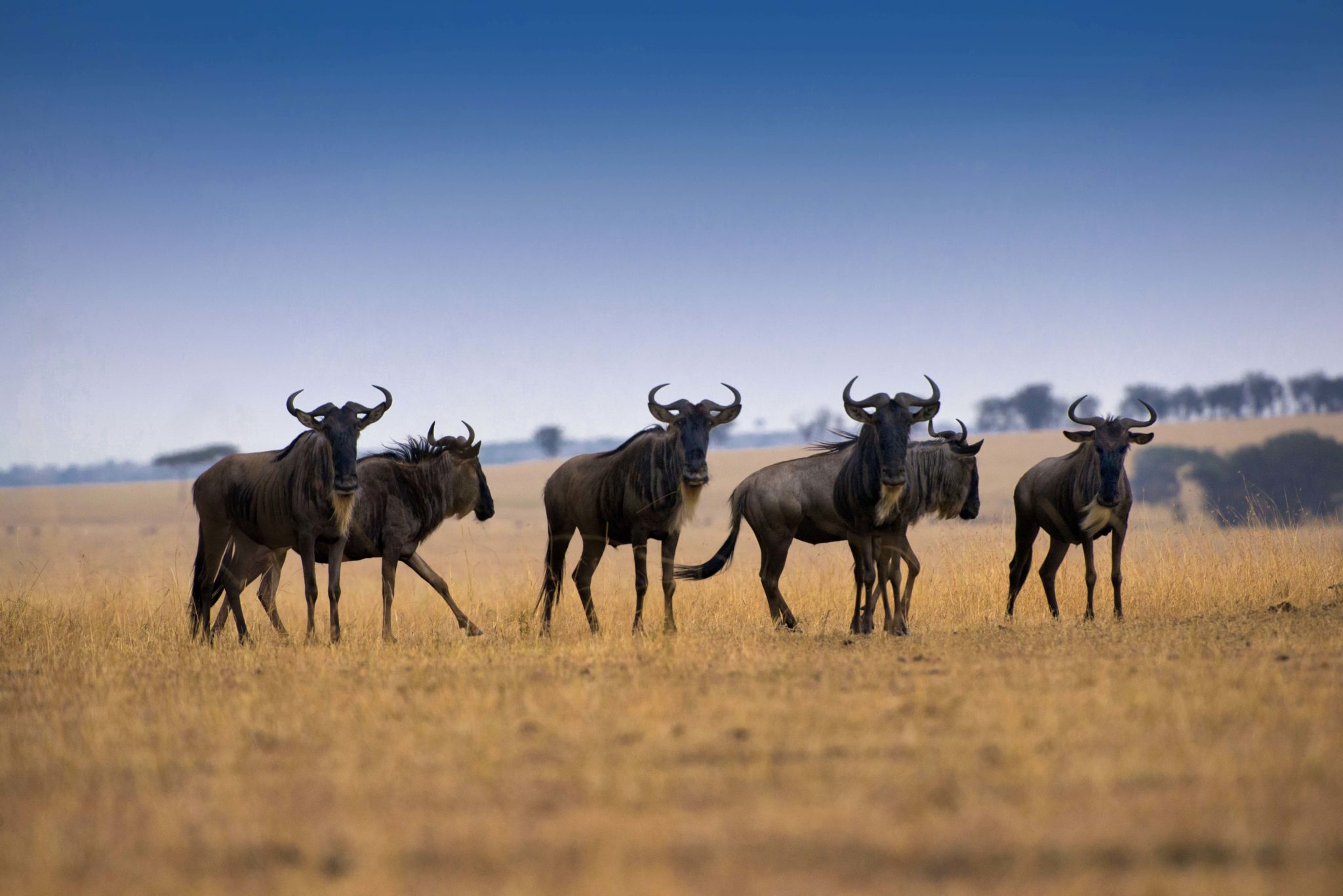 wildebeest-Serengeti-Wito-Africa-Safaris